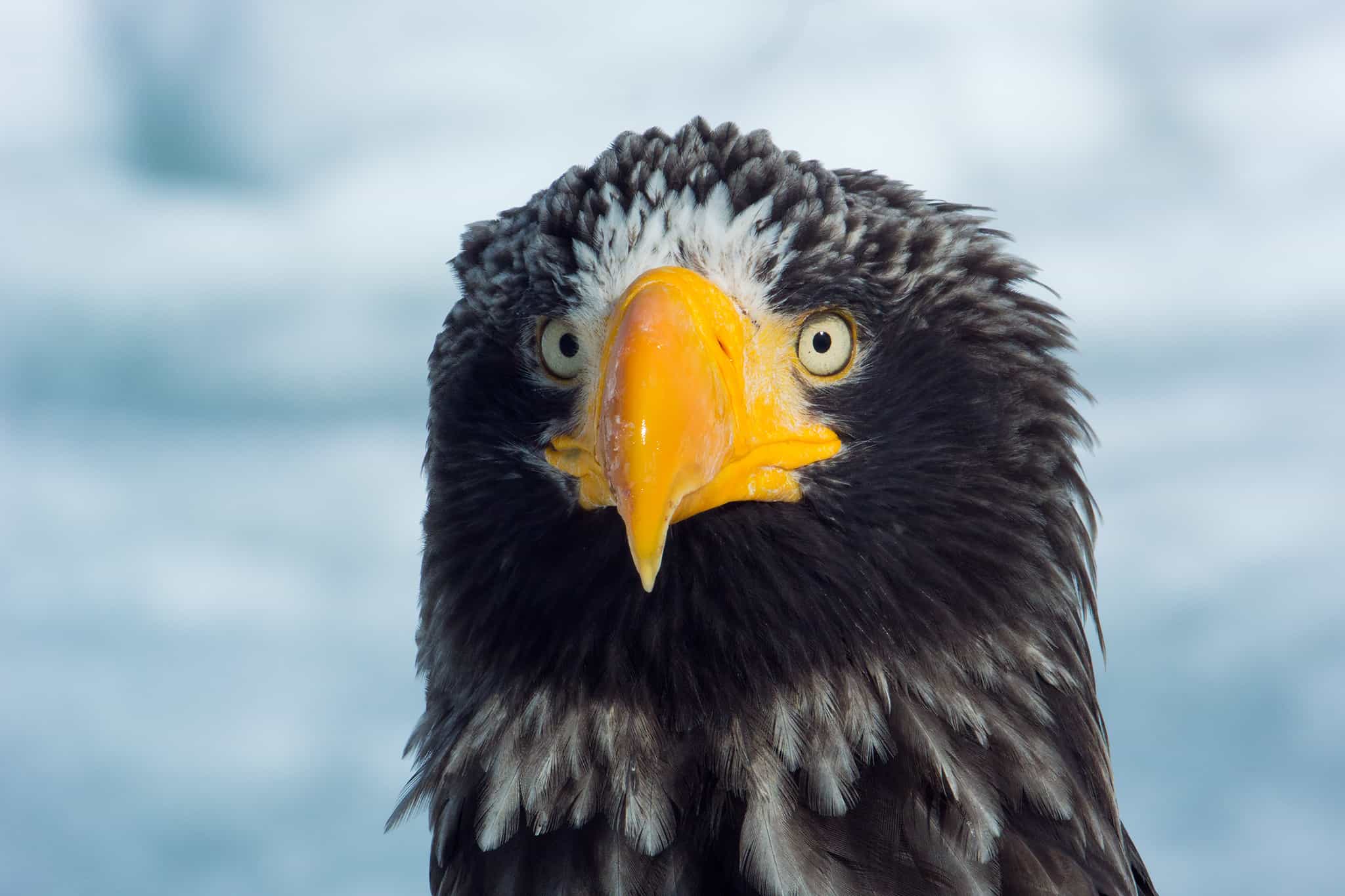 Hokkaido Series Steller's Sea Eagles of Hokkaido Finnature Get