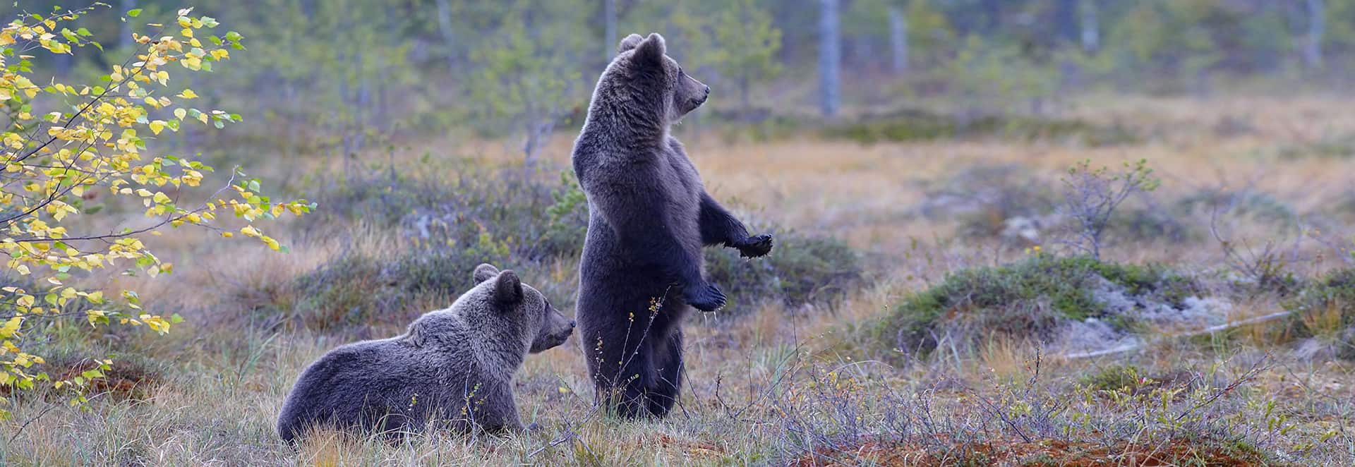 wildlife tours finland