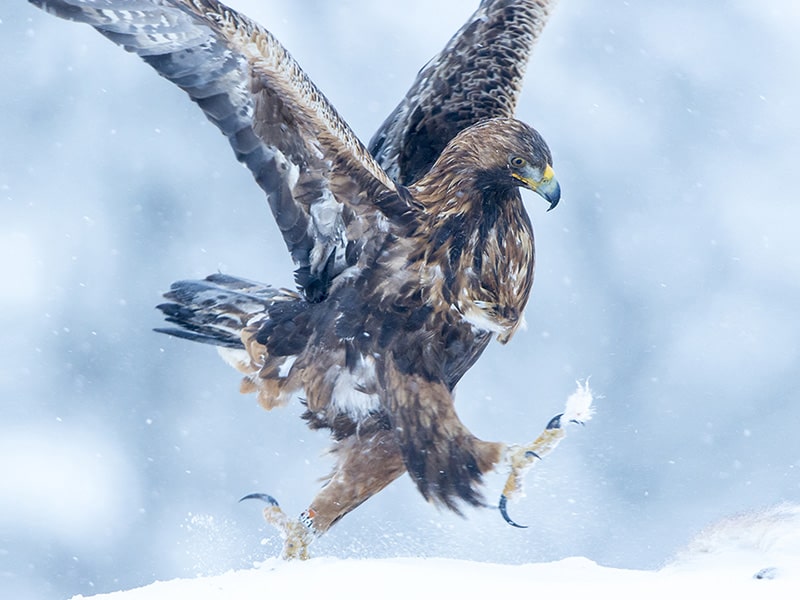 Birds Of Prey Photography Opportunities In Finland Finnature